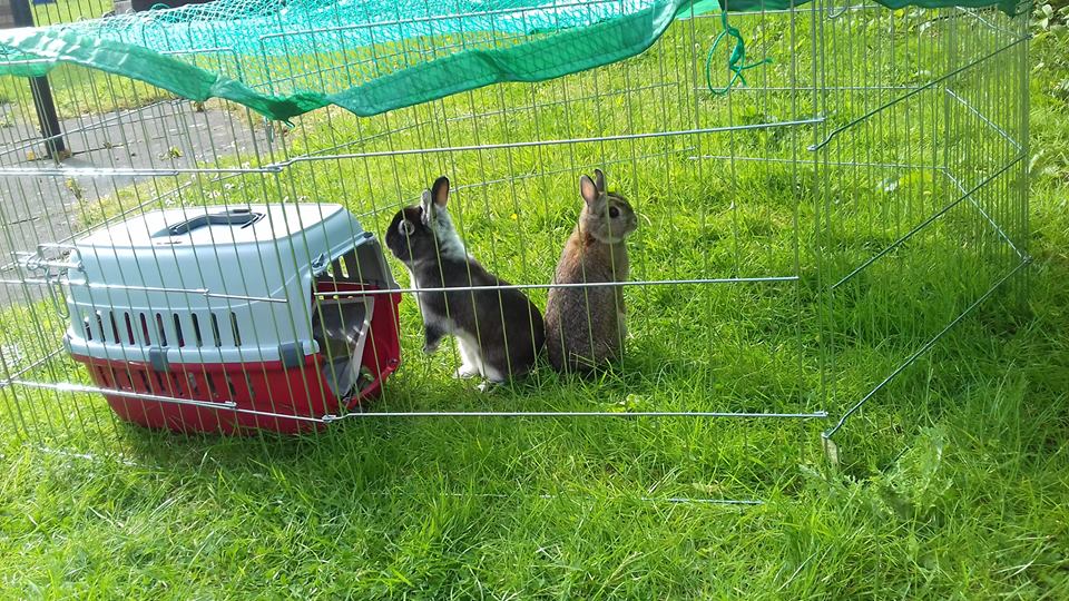 bunnies-outdoors.jpg